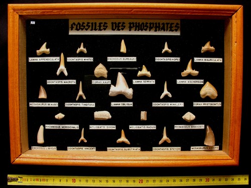 Tableau avec dents fossiles - avec, 23