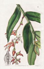 Eria Vestita Inde Orchidée Fleur Botanique Edwards Gravure 1845