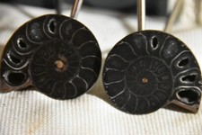 RARE ammonite siée Desmoceras