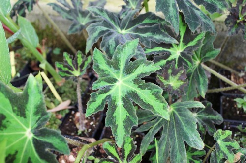 Begonia heracleifolia