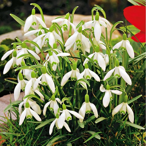 Bulbes galanthus nivalis - bulbes,