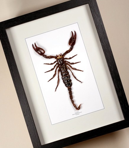 Véritable papillon scorpion - véritable,