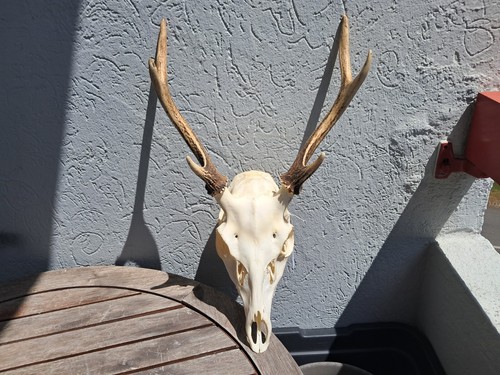 Crâne cerf sika - crâne,