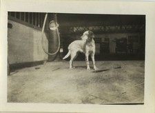 PHOTO ANCIENNE - VINTAGE SNAPSHOT - ANIMAL CHIEN POMPE À ESSENCE STATION SERVICE