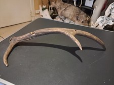 Bois de cerf élaphe ; Cervus elaphus #2112