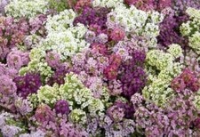 Lot De 50 Graines Se Alysse Paletta Variés Annuelle Semences Graines Seed