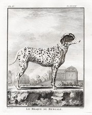 Dalmatien Chien Braque Pointer
