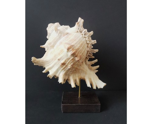 Coquillage murex socle - coquillage,