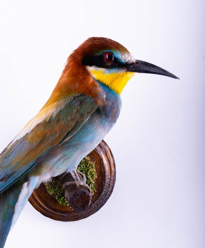 Taxidermy mount bird bee - taxidermy,