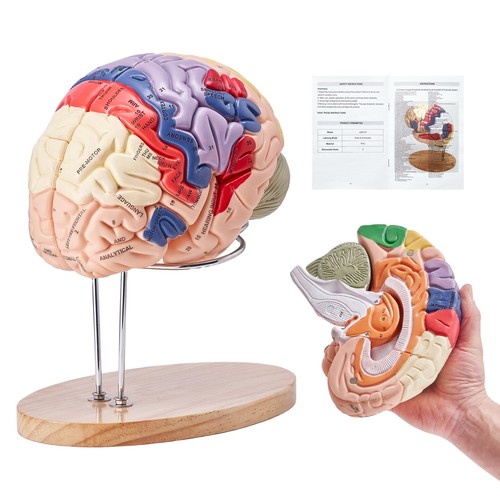Vevor modèle cerveau - modèle, de