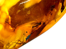 PIECE AMBRE avec 2 insectes