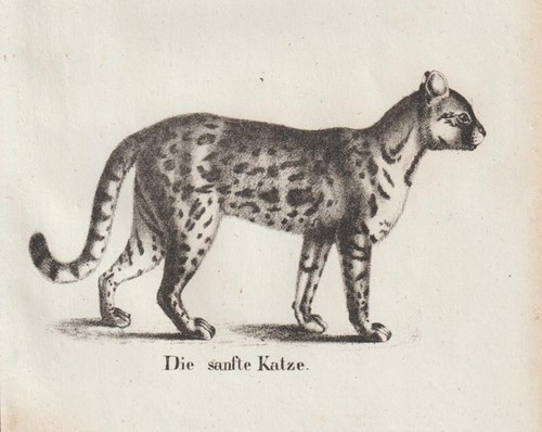 Ocelot - (leopardus, pardalis)