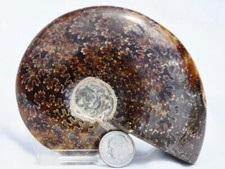 2999 WHOLE Ammonite Great