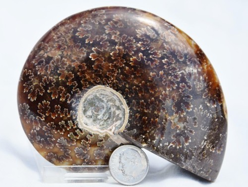 2999 whole ammonite - whole,