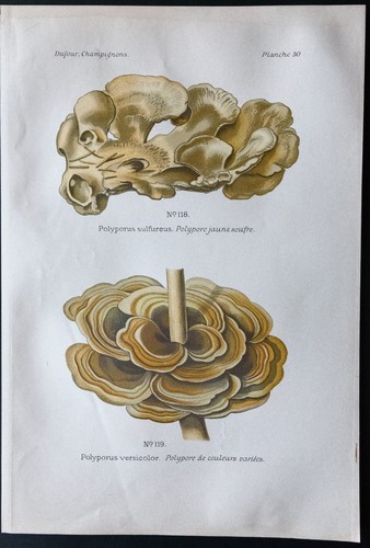 1891 planche couleur - 1891,