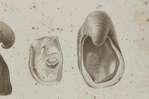 Mollusques gravure règne - gravure,