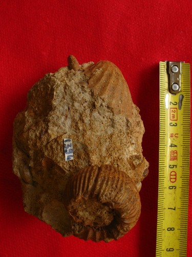 Ammonite callovien - callovien,