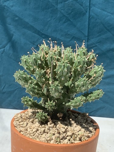 Euphorbia pentops pot13cm - pentops,