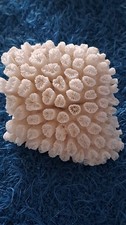 Corail blanc