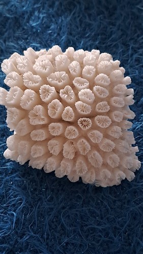 Corail blanc