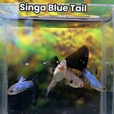 singa blue tail guppy paire