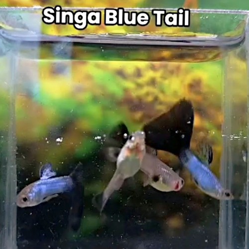 Singa blue tail guppy - singa,