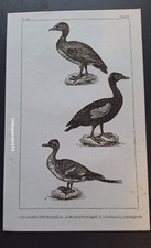 Gravure Buffon 19° Oiseau: Le Canard siffleur...Musqué... à longue queue