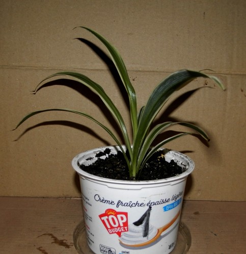 Jeune chlorophytum 1 - jeune,