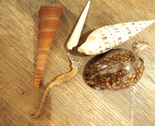 Très Rare : Lot Ancienne Collection Coquillage de Mer Naturel Objets Curieux 8