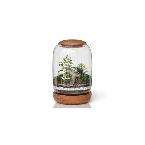 Exclusive glass terrarium - glass,