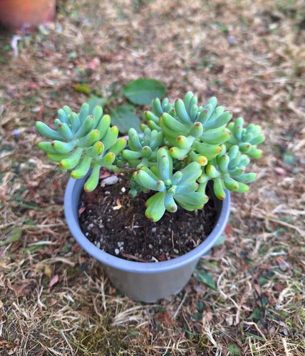 Sedum pachyphyllum easy - pachyphyllum，,