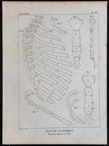 1825 squelette humain - 1825,