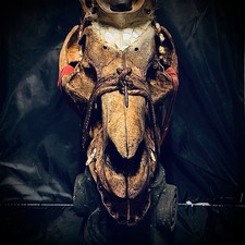 Crâne Rituel Animal - Cameroun - Cabinet De Curiosité