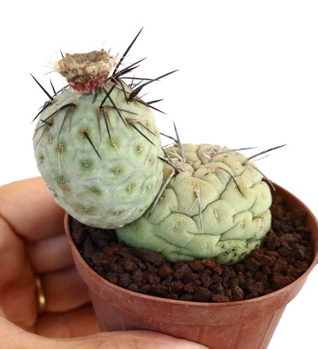 Tephrocactus geometricus two - geometricus,
