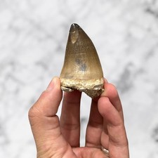 Dent de Mosasaure Prognathodon