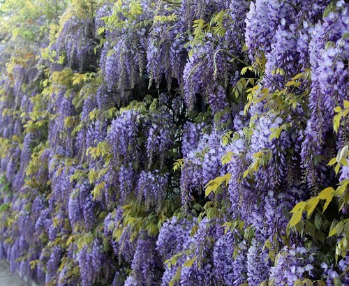 Graines de glycine - de,