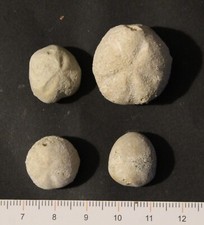 Oursins fossiles Cénomanien