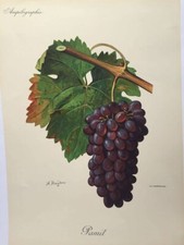 Ampélographie, Viala et