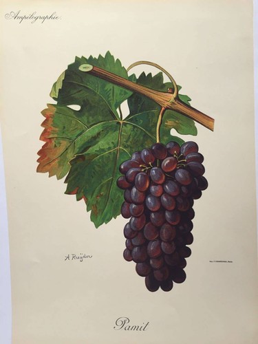 Ampélographie viala et - viala,