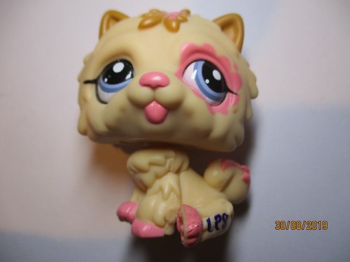Petshop chien chow - chien,