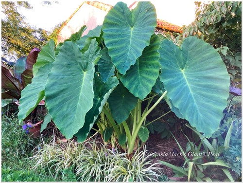 Colocasia esculenta jack - colocasia, jack's