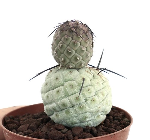 Tephrocactus geometricus gray - tephrocactus,
