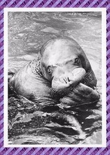 Carte postale elephant - postale,