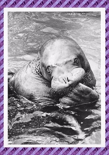 Carte postale elephant de - -,
