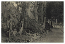 Sri Lanka, Entre Dambulla et Kandy, Termitières au pied des arbres, Tirage vinta