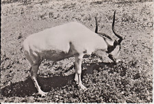 ANTILOPE ADDAX - Carte postale