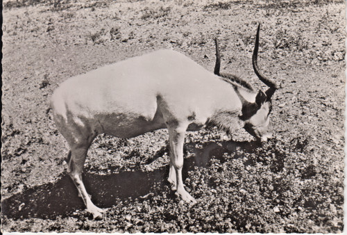 Antilope addax carte - antilope, postale