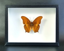 Papillon naturalisé sous