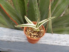 Agave white rhino rare - "white, rhino"
