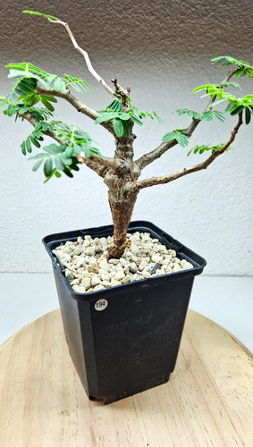 Senna meridionalis